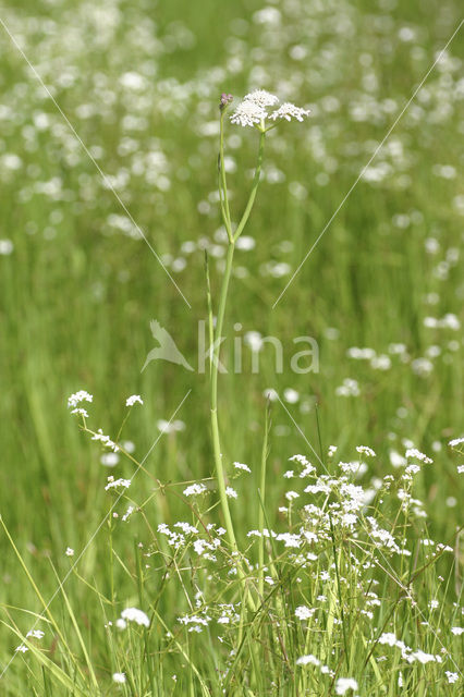 Pijptorkruid (Oenanthe fistulosa)