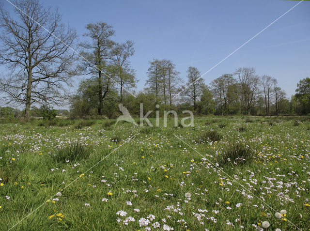 Pinksterbloem (Cardamine pratensis)