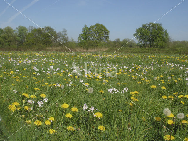 Pinksterbloem (Cardamine pratensis)