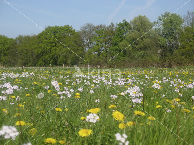 Pinksterbloem (Cardamine pratensis)