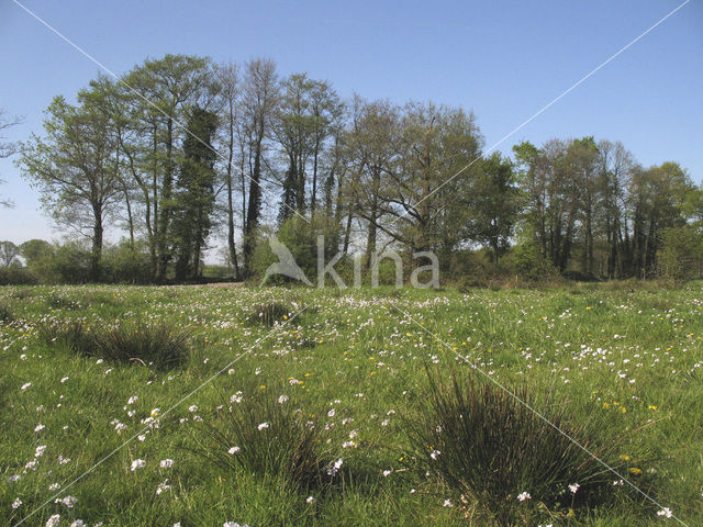 Pinksterbloem (Cardamine pratensis)