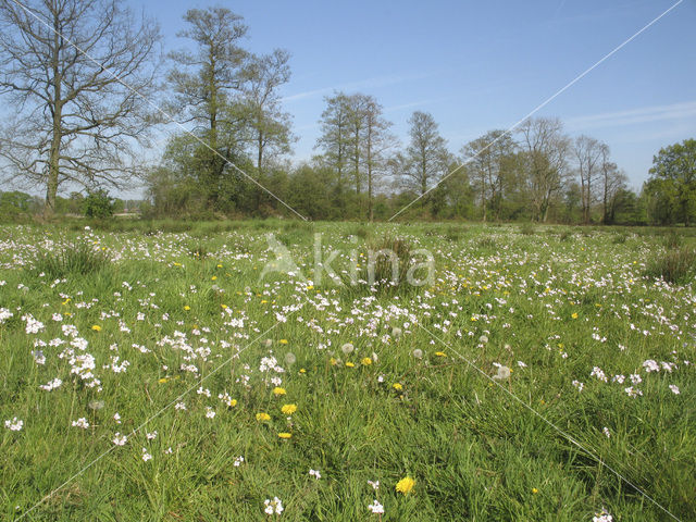 Pinksterbloem (Cardamine pratensis)