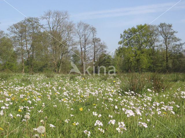 Pinksterbloem (Cardamine pratensis)