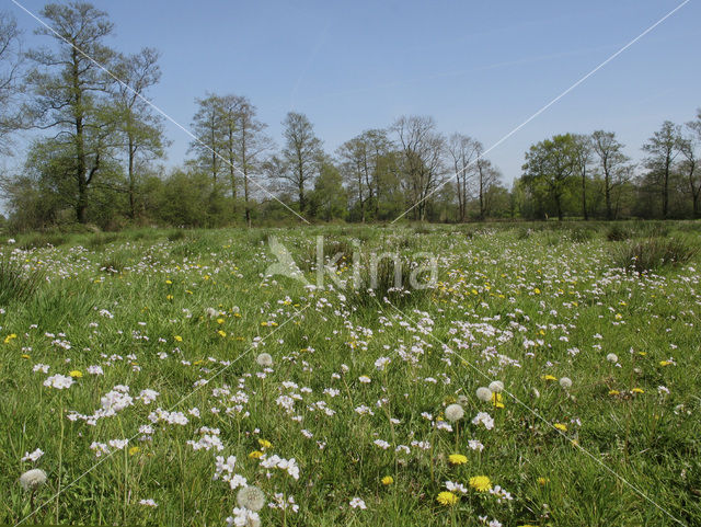 Pinksterbloem (Cardamine pratensis)