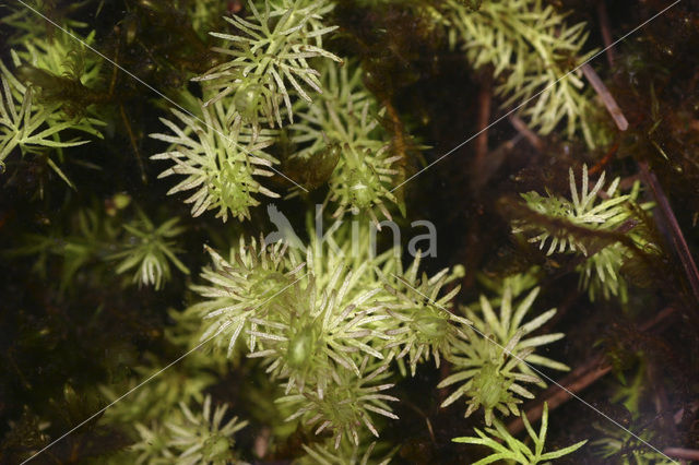 Plat blaasjeskruid (Utricularia intermedia)