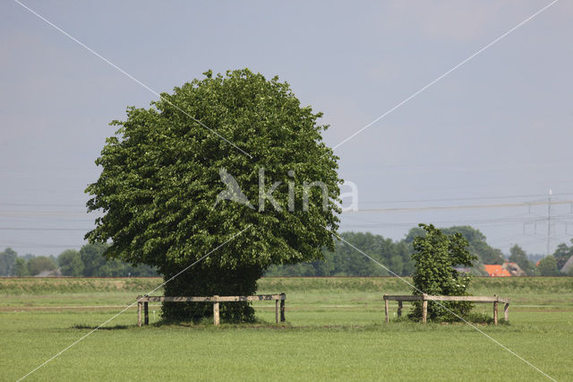 Polder Sekdoorn