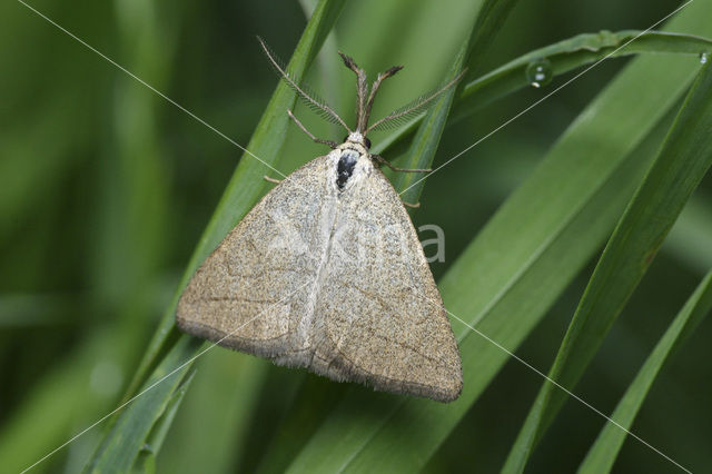 Polypogon tentacularia