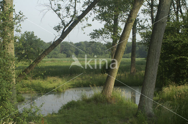 Poplar (Populus spec.)