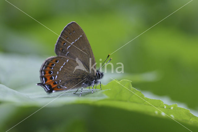 Pruimenpage (Satyrium pruni)