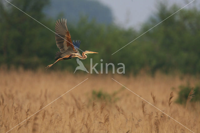 Purperreiger (Ardea purpurea)