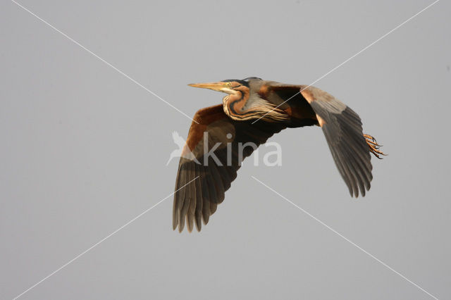 Purperreiger (Ardea purpurea)