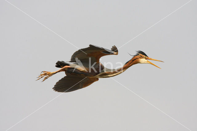 Purperreiger (Ardea purpurea)