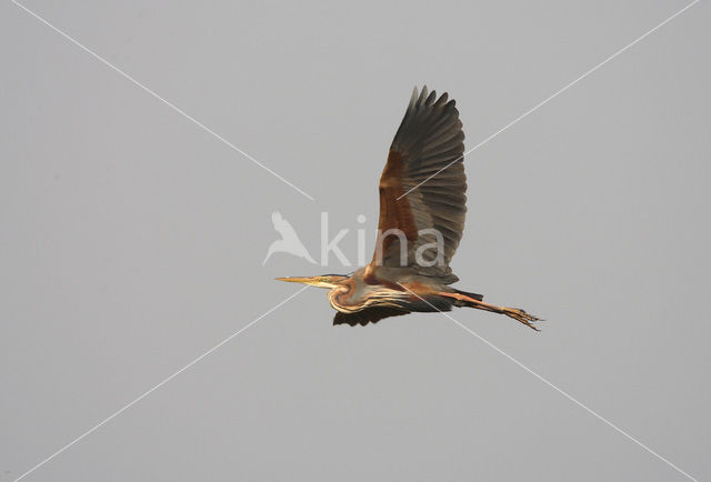 Purple Heron (Ardea purpurea)