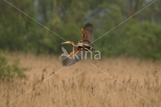 Purple Heron (Ardea purpurea)