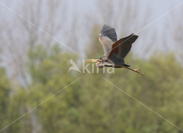 Purperreiger (Ardea purpurea)