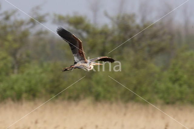 Purple Heron (Ardea purpurea)