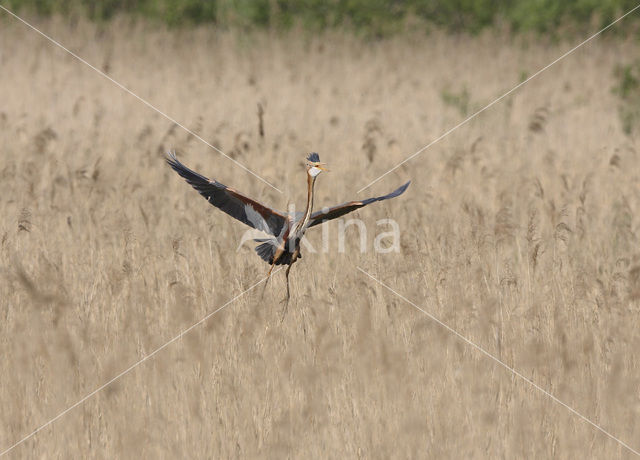 Purple Heron (Ardea purpurea)