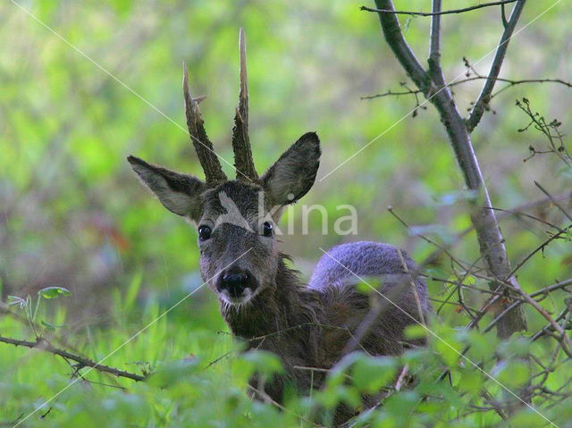 Ree (Capreolus capreolus)