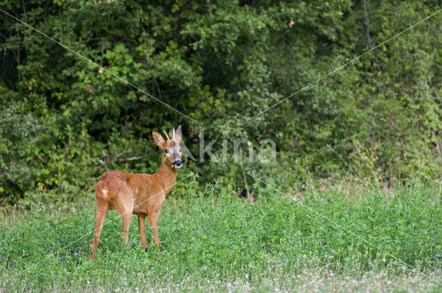 Ree (Capreolus capreolus)