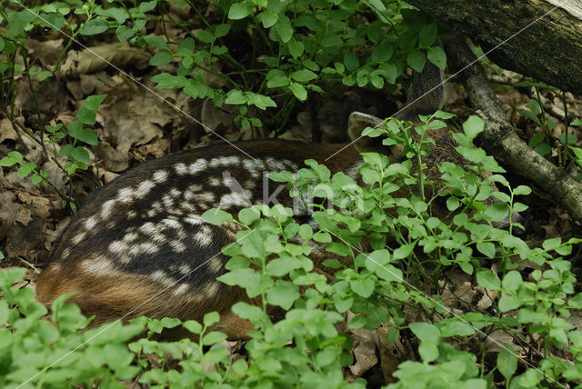 Ree (Capreolus capreolus)