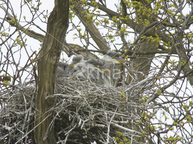 Reiger (Ardea spec)