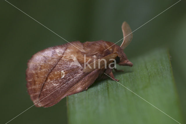 Rietvink (Euthrix potatoria)