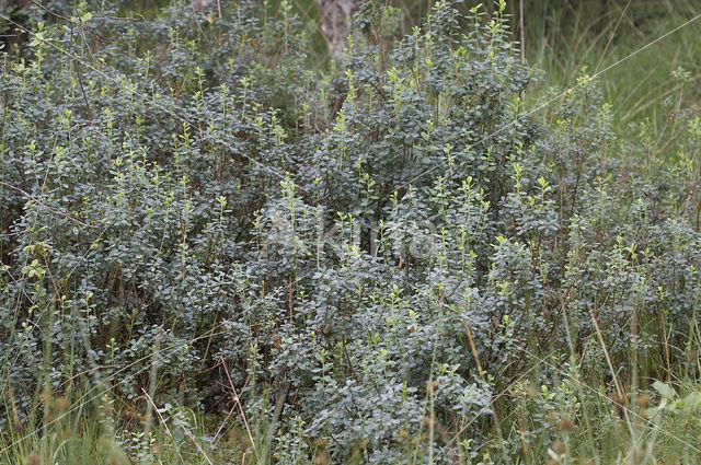 Rijsbes (Vaccinium uliginosum)