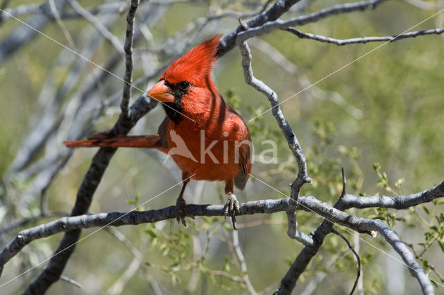 Rode Kardinaal (Cardinalis cardinalis)