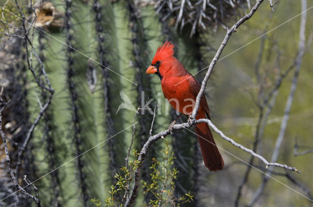 Rode Kardinaal (Cardinalis cardinalis)