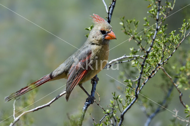 Rode Kardinaal (Cardinalis cardinalis)