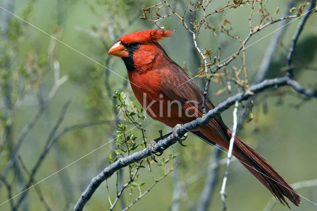 Rode Kardinaal (Cardinalis cardinalis)