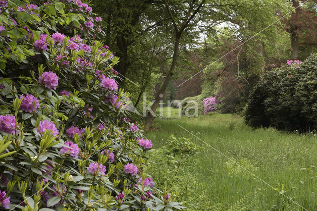 Rododendron (Rhododendron)