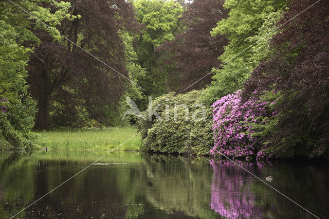 Rododendron (Rhododendron)