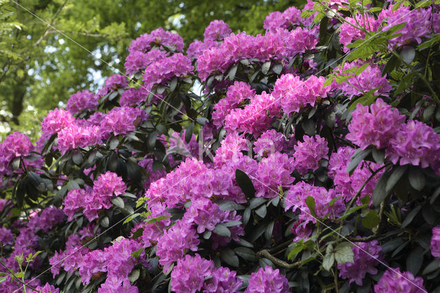 Rododendron (Rhododendron)