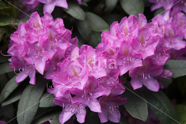 Rododendron (Rhododendron)