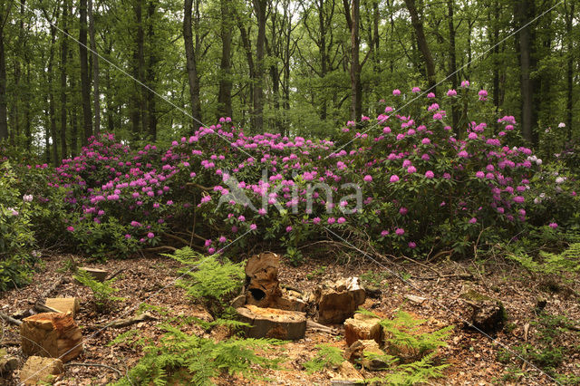 Rododendron (Rhododendron)