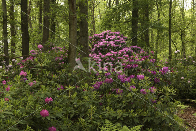 Rododendron (Rhododendron)