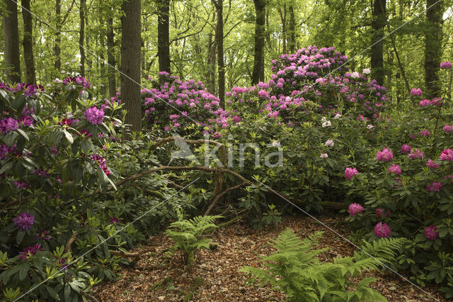 Rhododendron