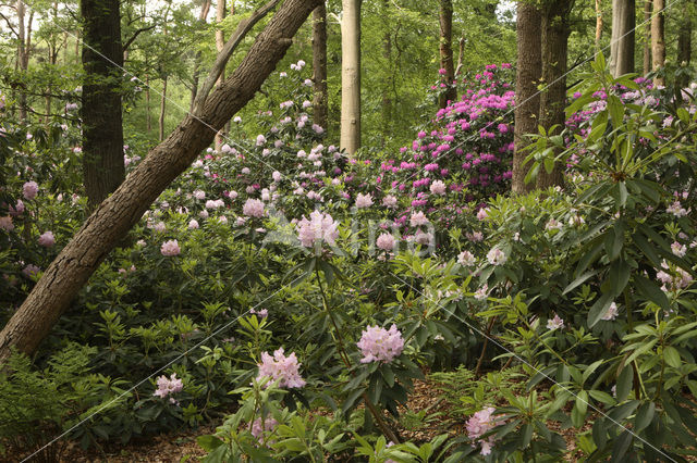 Rododendron (Rhododendron)