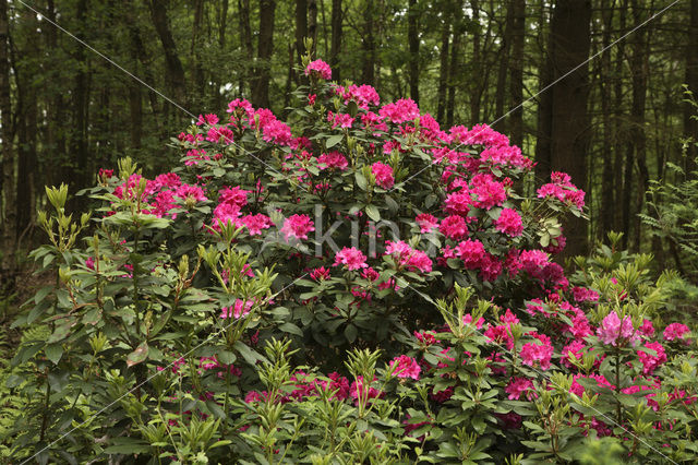 Rododendron (Rhododendron)