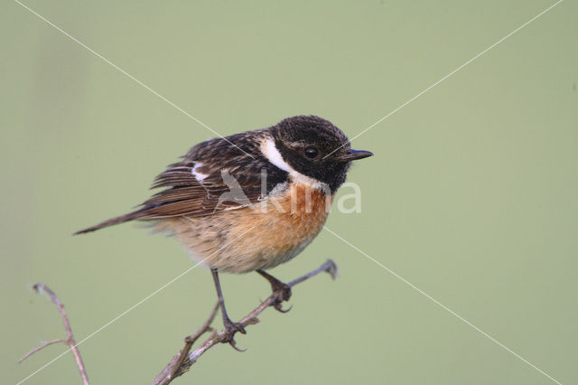 Roodborsttapuit (Saxicola rubicola)