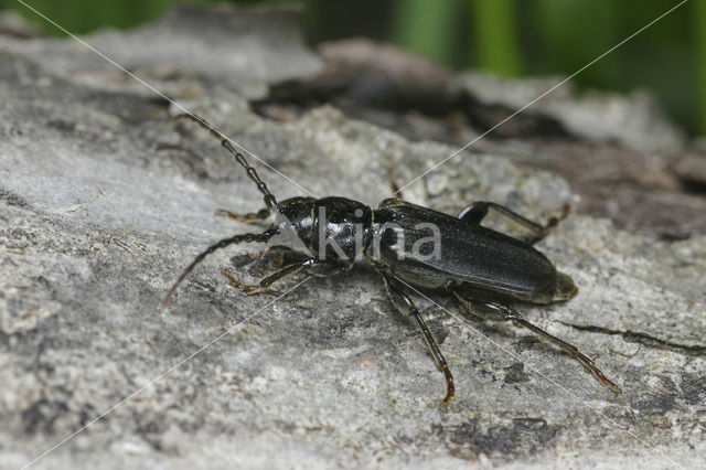 black spruce beetle (Tetropium castaneum)