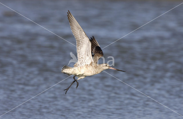 Rosse Grutto (Limosa lapponica)