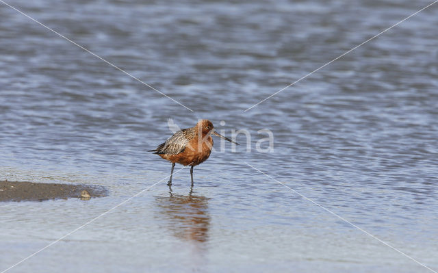 Rosse Grutto (Limosa lapponica)