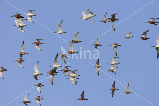 Rosse Grutto (Limosa lapponica)