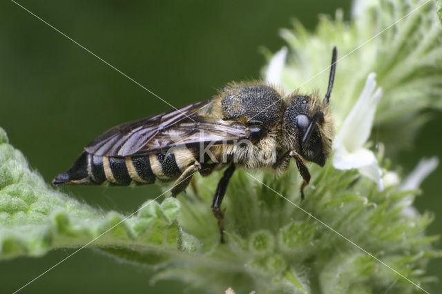 Rosse kegelbij (Coelioxys rufescens)