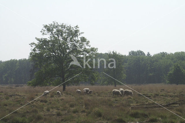 Schaap (Ovis domesticus)