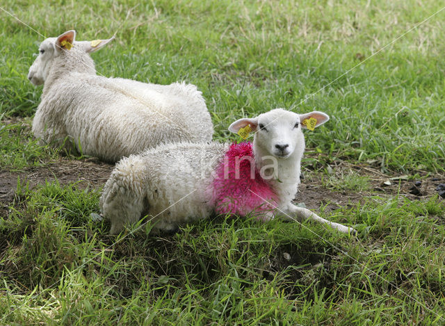 Schaap (Ovis domesticus)