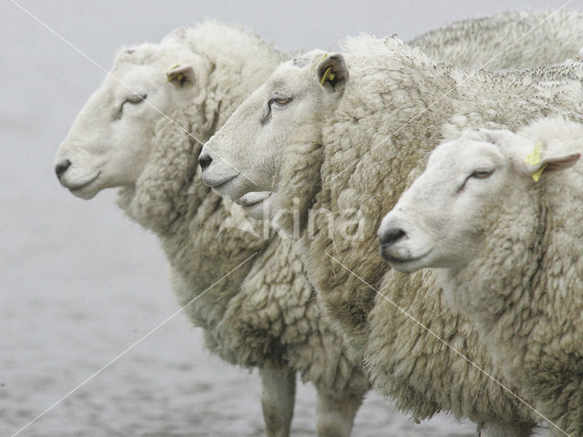 Schaap (Ovis domesticus)