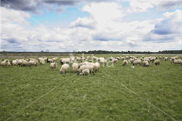 Schaap (Ovis domesticus)